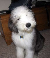 Dulux Dog Puppy